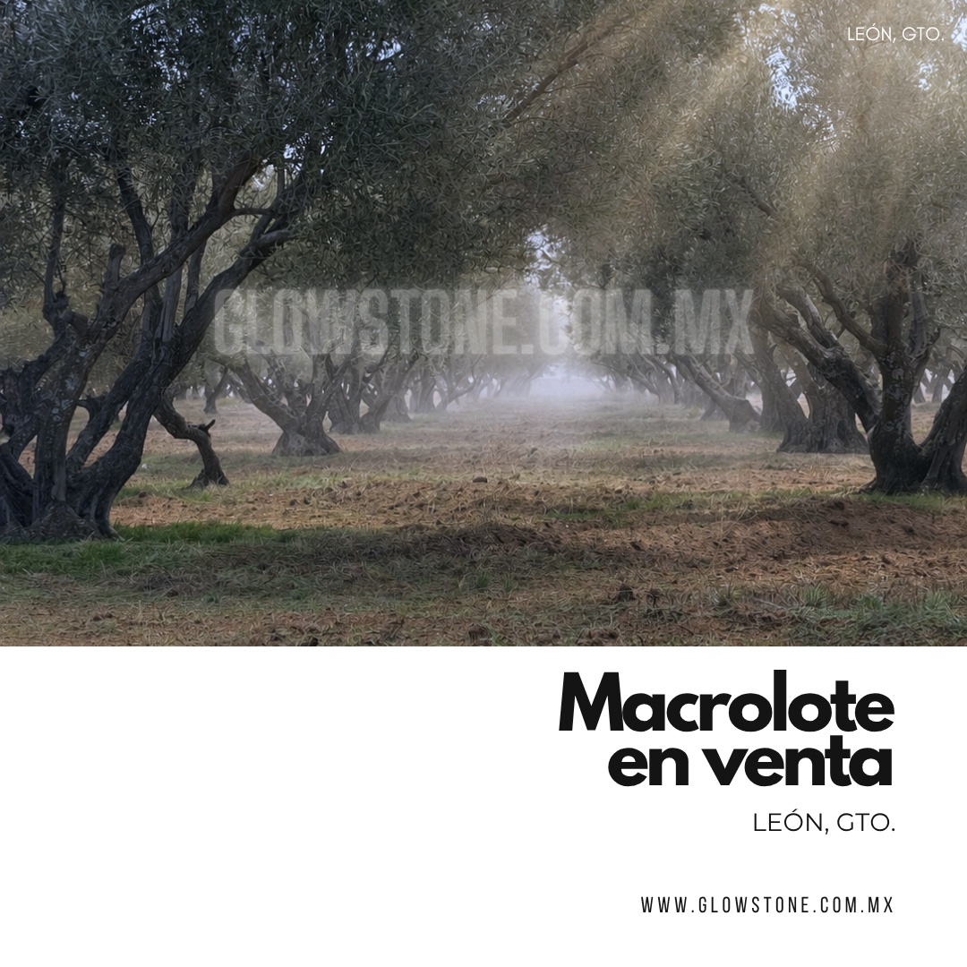 MACRO LOTE LOS OLIVOS